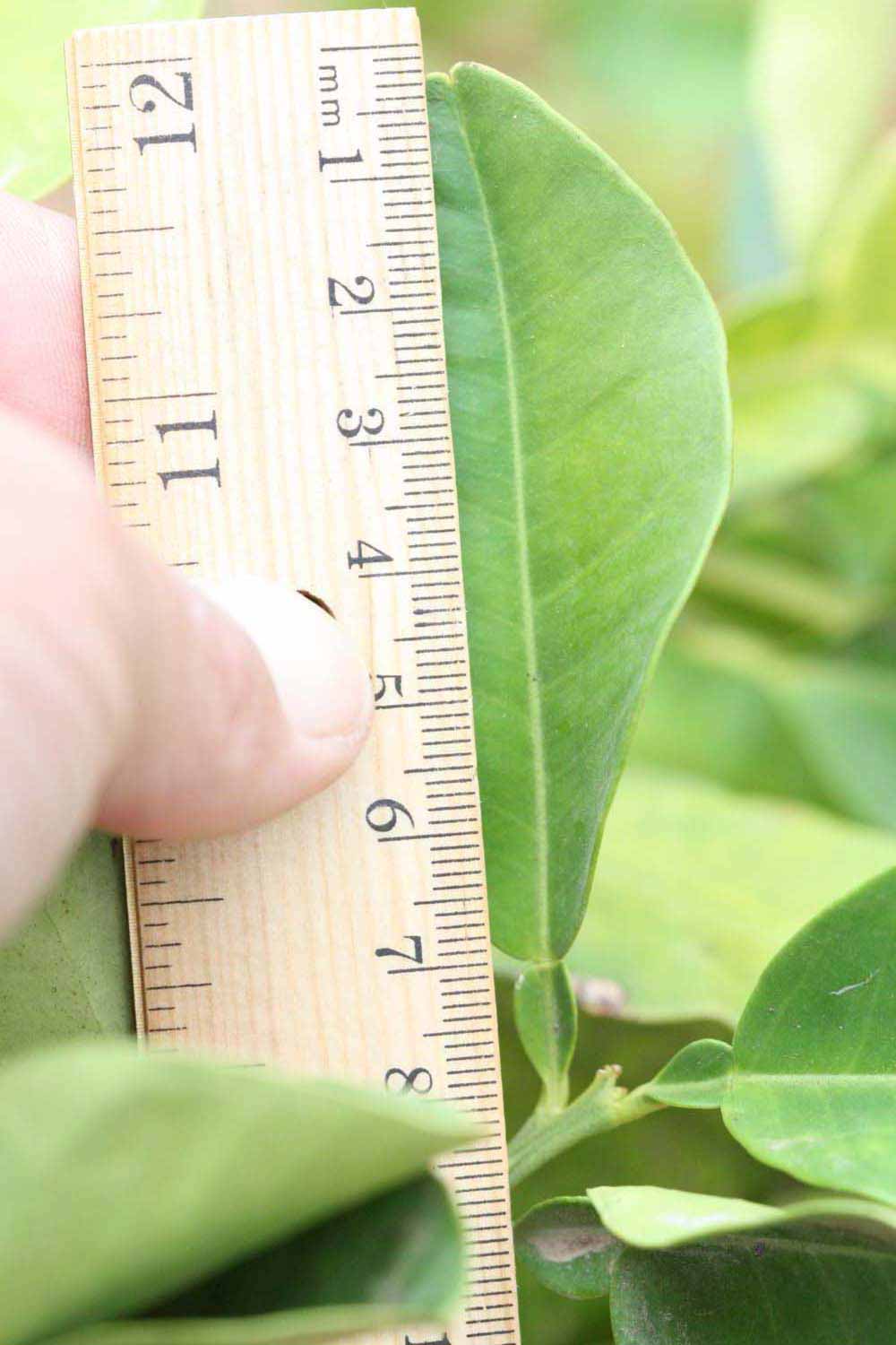              Unifoliolate leaf (Riverside, CA)       